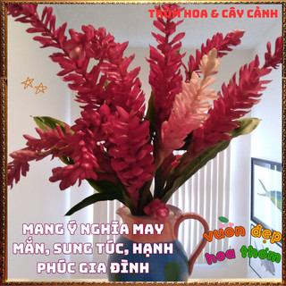 Chậu Hoa HẠNH PHÚC - GỪNG CẢNH đẹp rực rỡ mang thịnh vượng dễ trồng ️📬 Làng Hoa Sa Đéc