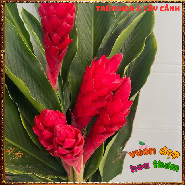 Chậu Hoa HẠNH PHÚC - GỪNG CẢNH đẹp rực rỡ mang thịnh vượng dễ trồng ️📩 Hoa Mười Giờ Bonsai & Phụ Kiện