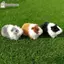 Cheenm Mô Phỏng Lông Chuột Lang Sang Trọng Búp Bê Hamster Búp Bê Sang Trọng Đồ Chơi Nhồi Bông Mềm Hình Động Vật Cho Trẻ Em Quà Tặng Sinh Nhật VN