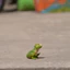 Đức Sile Rắn Nhựa Đồ Chơi Mô Hình Khủng Long Mini Tyrannosaurus Rex Con Trai Nhỏ Tyrannosaurus Cub Trẻ Em