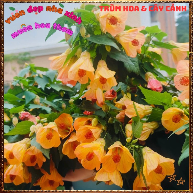 Chậu Hoa Bụt Lồng Đèn HOÀNG HÔN MƠ VÀNG siêu dễ thương nở quanh năm ️📩 Hoa Mười Giờ Bonsai & Phụ Kiện