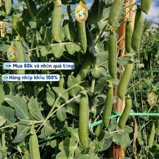 Hạt giống Đậu Hà Lan siêu quả，Bao bì gốc20gram，k032