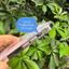 Ốp Lưng Likgus Candy Cho iPhone 12 Đến 16 Pro Max - Nhựa Cứng Trong Suốt Chống Ố, Nút Kim Loại, Sạc Magsafe