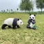 Đồ chơi mô hình gấu trúc Sile của Đức Đồ trang trí đoàn tụ