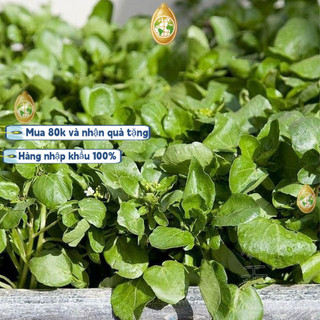Hạt giống rau cải xoong, Xà lách xoong trồng cạn giàu dinh dưỡng，k016，Trung Quốc nhập khẩu