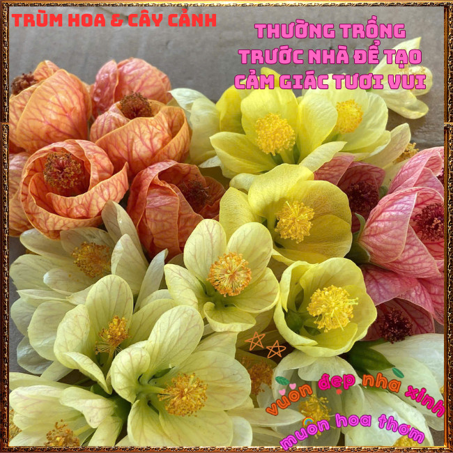 Chậu Hoa Lồng Đèn Vàng Kem Lụa Dịu Nhẹ Râm Bụt Treo Đáng Yêu Dễ Trồng️📩Hoa Mười Giờ Bonsai & Phụ Kiện