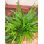 ( dương xỉ java trang trí bể thủy sinh không cần co2 )
