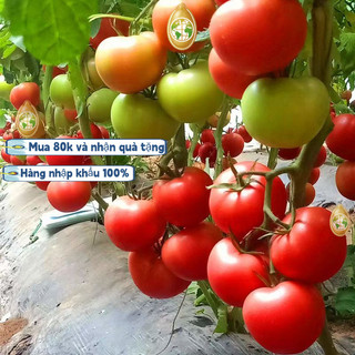 nhập khẩuGói 200 Hạt Giống Cà Chua - Trứng Hồng Chịu Hạn CHỊU NHIỆT ĐẾN MÙA TRỒNG TẾT，k003