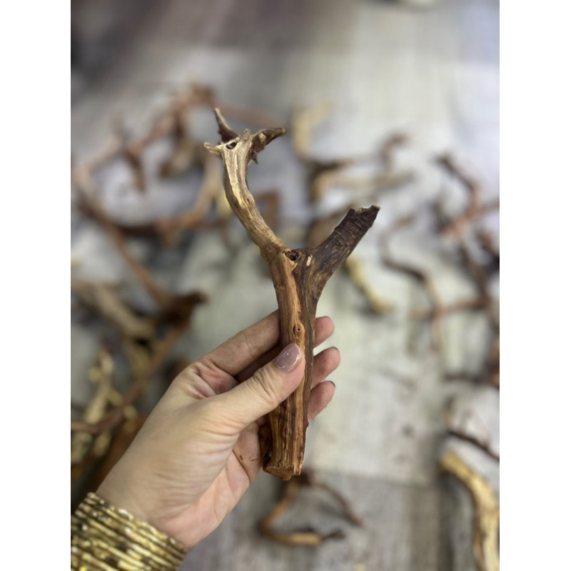 LŨA SA TÙNG NHÁNH NHỎ GỌN TRANG TRI HỒ NUÔI ỐC MƯƠN HỒN ...