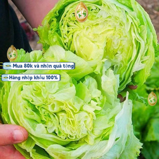 Trung Quốc nhập khẩu，Hạt giống xà lách búp ice berg - Khoảng mỗi gói2000 hạtk018