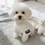 【Ready Stock】 Fashion Brand Sweater Spring and Autumn Puppy Color Matching Cute Light Sky Korean Super Small Pet Cat Mi Net Red Bichon Medium and Small FT05