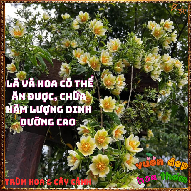 Chậu Cây Chanh Nho Ăn Được Hoa, Lá, Trái Dễ Trồng Bông Siêu Đẹp ️📩 Hoa Mười Giờ Bonsai & Phụ Kiện