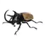 Hàng có sẵn BANDAI Capsule Toy Sách minh họa sinh học 10 Beetle Big Pocket Worm Mô phỏng côn trùng Đồ trang trí WW4N