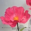 SAIA Nhân Tạo Hoa Mẫu Đơn, Hoa Giấy Đầu Hoa Lớn 40cm, Đạo Cụ Cánh Hoa Lông Tơ Trưng Bày Sàn Hoa Giả Cảnh Quan Đám Cưới