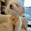 Dây Xích Chó Dây Xích Chó Nhỏ Dây Đeo Ngực Kẻ Sọc Dobamine Dây Xích Phản Quang Teddy Bichon Dây Xích Chó Pomeranian Chó Đi Bộ Dây Xích Áo Loại Đồ Dùng Đi Chơi Cho Thú Cưng