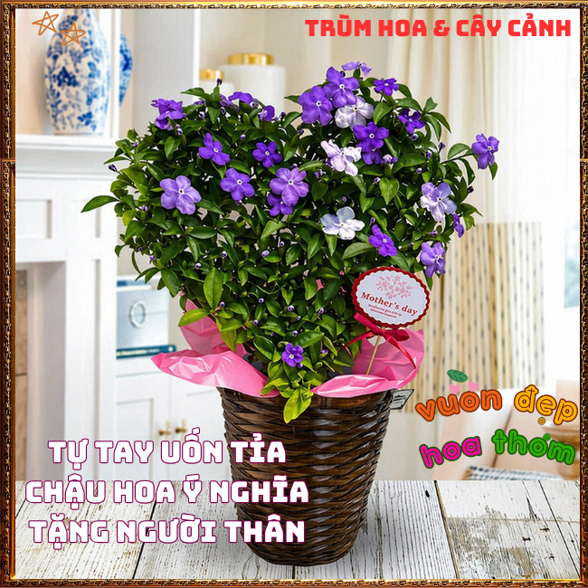 Chậu Hoa LÀI ĐỔI MÀU NHÀI NHẬT Trắng Tím Lạ Mắt Thơm Ngát Nở Cả Năm️📩 Hoa Mười Giờ Bonsai & Phụ Kiện