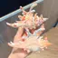 Vuốt Tóc Conch Acrylic Thời Trang Hàn Quốc, Nhiều Màu Sắc Cho Nữ và Bé Gái