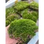 1 cân rêu xanh tự nhiên loại vip, dùng để trang trí chậu cảnh,hòn non bộ,chậu bonsai,tiểu cảnh ...