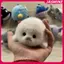 JASMINE Dễ Thương Cho Bé Cói Búp Bê Sang Trọng Đồ Chơi Mặt Dây Chuyền Mô Phỏng Đại Dương Đồ Chơi Lưu Niệm Con Dấu Mặt Dây Chuyền Quà Tặng Túi Búp Bê Mặt Dây Chuyền JASMINE