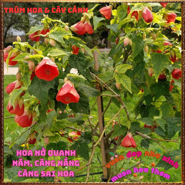 Chậu Hoa Bụp Lồng Đèn ĐỎ LỬA HOÀNG KIM rực rỡ tuyệt đẹp nở quanh năm️📩 Hoa Mười Giờ Bonsai & Phụ Kiện