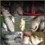 Câu cá ngọt với viên câu tự nhiên thu hút - Phụ kiện angling tiện lợi