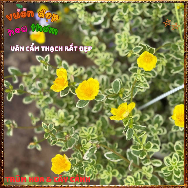 Hoa Sam Cẩm Thạch Vàng Phú Qúy Tuyệt Đẹp Siêu Dễ Trồng Hoa Quanh Năm️📩Hoa Mười Giờ Bonsai & Phụ Kiện