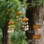 Bạo Lực Handmade Hạt Vỏ Chuông Xe Treo Túi Sản Xuất Trang Trí Ô Tô Chữa Bệnh Đám Mây Treo Nhỏ Phước Lành Quà Tặng 4.18