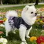 【Ready Stock】 Spring and Summer New Cat and Dog Clothes Bow Dress Teddy Bichon York Summer Pomeranian Sleeveless Princess Dress 7qSo