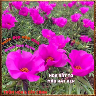 Cành Hoa Mười Giờ Mỹ Đơn Màu Tím Bông Rất To Siêu Đẹp Nở Mỗi Ngày️📜 Hoa Giống Mới Siêu Đẹp, Dễ Trồng