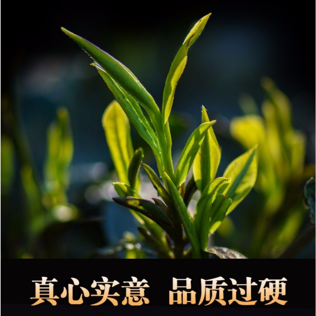 BÁNH TRÀ PHỔ NHĨ SỐNG LÃO BAN CHƯƠNG TRÀ NGUYÊN LIỆU Ủ NĂM 2006