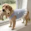 【Ready Stock】 Large Dog Golden Retriever Labrador Pet Dog Clothes Spring and Summer Light Blue Bow Lace Pet Vest Dress bsrz