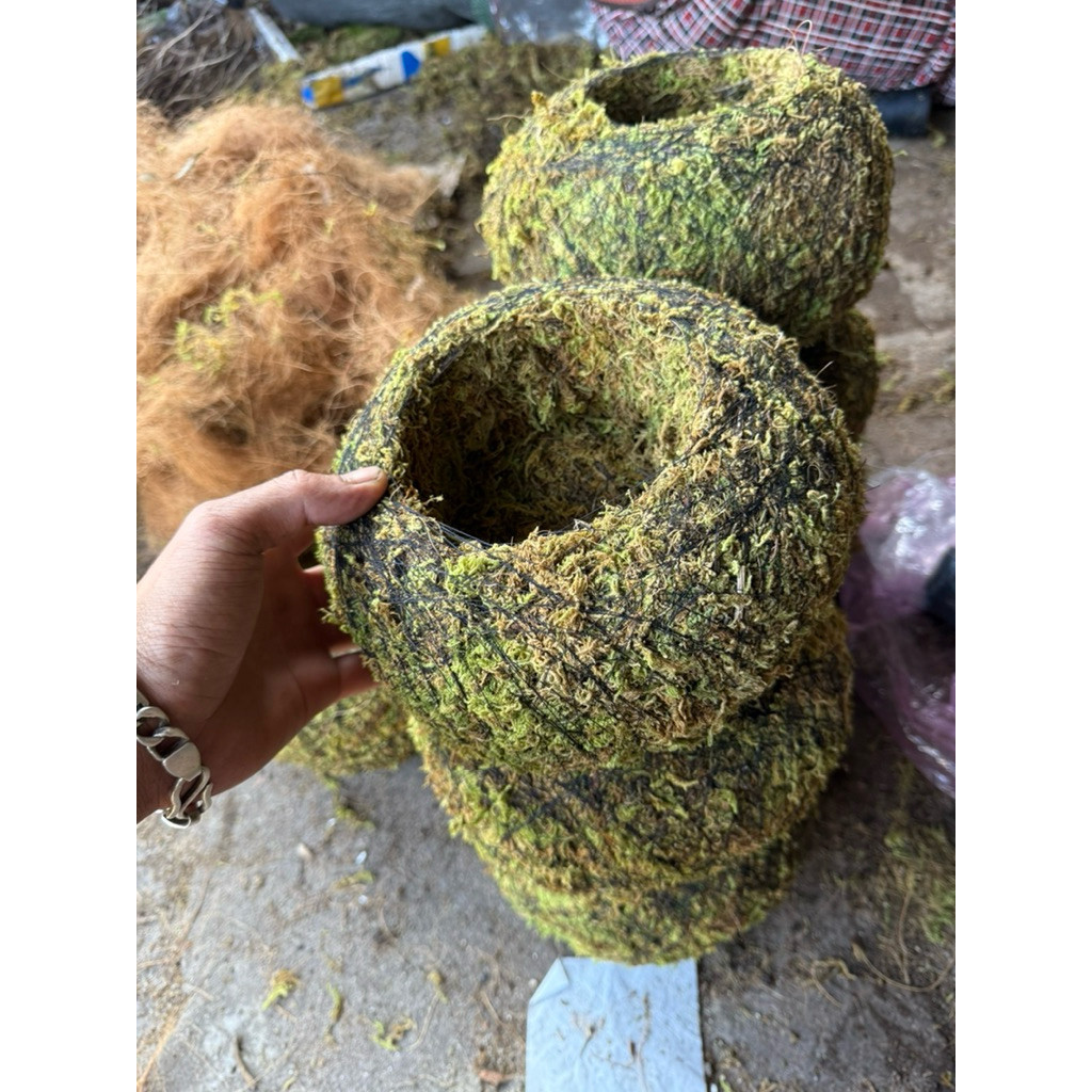 ( AA A quả cầu kokedama rêu tự nhiên kokedama trồng thay chậu (hàng thủ công) )