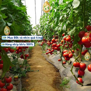 nhập khẩuGói 200 Hạt Giống Cà Chua - Trứng Hồng Chịu Hạn CHỊU NHIỆT ĐẾN MÙA TRỒNG TẾT，k003