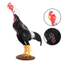 < Pluscloth > Mô hình gà Hình ảnh mô phỏng vẽ tay Kết cấu rõ ràng Sống động với cơ sở ổn định Mô phỏng trang trại Khoa học động vật Mô hình đạo cụ giáo dục Fowl Cung cấp tại nhà