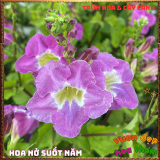 Chậu Hoa Ngọc Chuông Tím Siêu Bông Nở Quanh Năm Tuyệt Đẹp Dễ Trồng️🌮 TRUNG TÂM CÂY GIỐNG VÀ HOA
