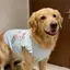 【Ready Stock】 Medium Large Dog Dog Clothing Golden Retriever Samoyed Mermaid Vest Wooden Ear Ruffled Sleeveless Internet Celebrity Vest gp6t