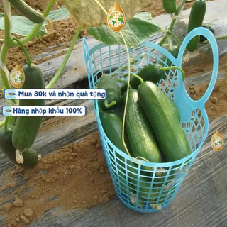Hạt giống dưa chuột chùm siêu trái, 1 v (30 viên)dưa leo chùm trơn siêu quả f1 tự thụ phấn - k020