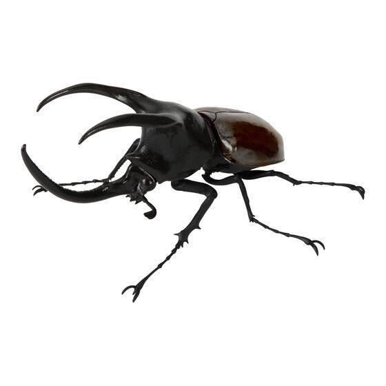 [BTF] Hàng có sẵn BANDAI Capsule Toy Sách minh họa sinh học 10 Beetle Big Pocket Worm Mô phỏng côn trùng Đồ trang trí WW4N