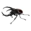Hàng có sẵn BANDAI Capsule Toy Sách minh họa sinh học 10 Beetle Big Pocket Worm Mô phỏng côn trùng Đồ trang trí WW4N