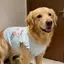 【Ready Stock】 Medium Large Dog Dog Clothing Golden Retriever Samoyed Mermaid Vest Wooden Ear Ruffled Sleeveless Internet Celebrity Vest gp6t