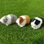 Cheenm Mô Phỏng Lông Chuột Lang Sang Trọng Búp Bê Hamster Búp Bê Sang Trọng Đồ Chơi Nhồi Bông Mềm Hình Động Vật Cho Trẻ Em Quà Tặng Sinh Nhật VN