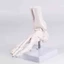 SA Mô hình cấu trúc bàn chân giải phẫu Xây dựng PVC lý tưởng cho sinh viên y tế hiểu chức năng xương và sắp xếp