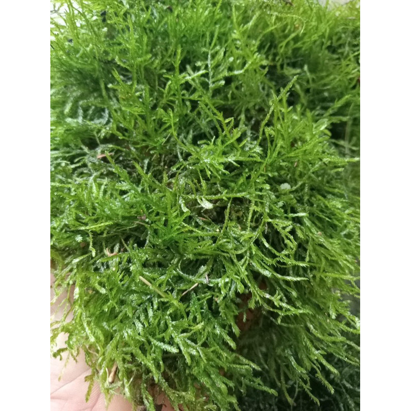 ( Rêu Java 1 hộp 2 vỉ || Rêu Gắn Bonsai, gắn layout thuỷ sinh, bể cá cảnh )