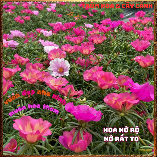 Cành Hoa Mười Giờ Mỹ Đơn HỒNG CAM Rất To Mập Khỏe Nở Rộ Mỗi Ngày ️️🍔 TRÙM HOA VÀ CÂY CẢNH