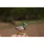 Đức Sile Động Vật Vịt Nhựa Đồ Chơi Mô Hình Gia Cầm Dòng Mô Hình Vịt Mallard