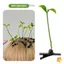<![CDATA[Kẹp Tóc Bò Angie Cỏ Vui Nhộn - Phụ Kiện Tóc Dành Cho Bé Gái]]>