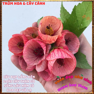 Chậu Cây LỒNG ĐÈN HỒNG CAM SAN HÔ dịu mắt dễ trồng nở quanh năm ️📬 Làng Hoa Sa Đéc