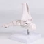 SA Mô hình cấu trúc bàn chân giải phẫu Xây dựng PVC lý tưởng cho sinh viên y tế hiểu chức năng xương và sắp xếp