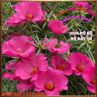 Cành Hoa Mười Giờ Mỹ Đơn ĐỎ HỒNG Bông Rất To Đẹp Dễ Trồng Nở Rộ Mỗi Ngày 📙 VƯỜN HOA CỔ TÍCH