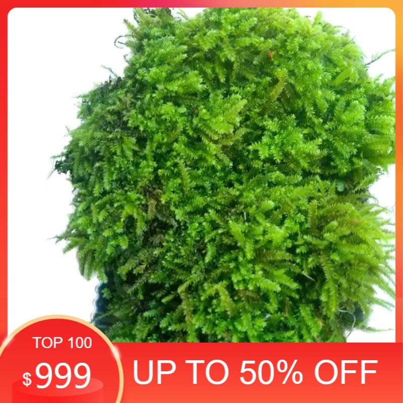 ( Rêu Wepping siêu bám đá Trang Trí Terarium, Bán Cạn Sân Vườn )